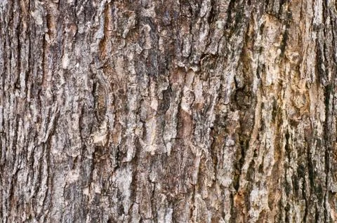 Tree bark texture Stock Photos
