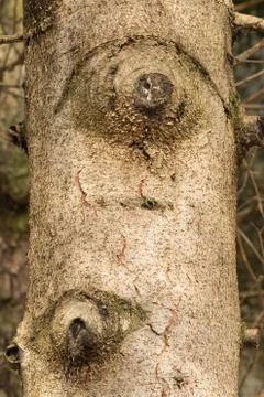 Tree bark texture Stock Photos