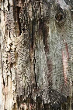 Tree bark texture Stock Photos