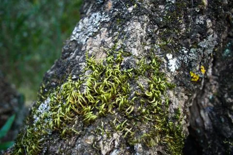 Tree bark texture Foto stock