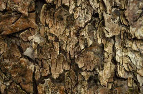 Tree bark texture Stock Photos