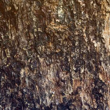 Tree bark texture Stock Photos