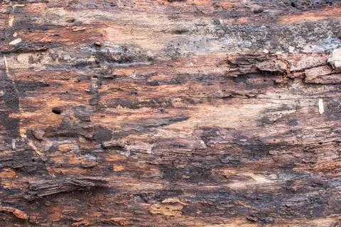 Tree bark texture Stock Photos