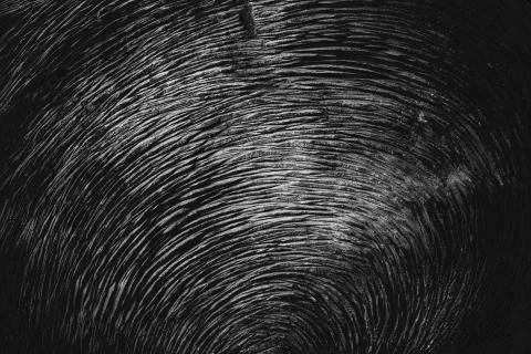 Tree bark texture Stock Photos