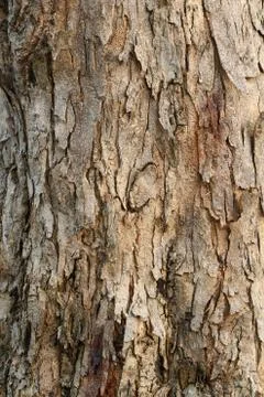 Tree bark texture Stock Photos