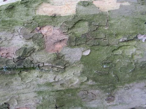 Tree bark texture Stock Photos