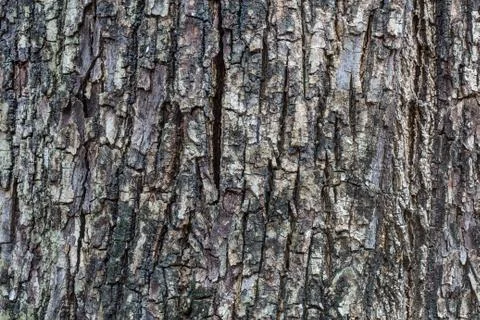 Tree bark texture Stock Photos