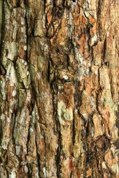 Tree bark texture Stock Photos