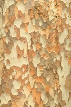 Tree bark texture Stock Photos