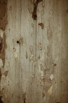 Tree bark texture Stock Photos