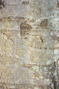 Tree bark texture Stock Photos