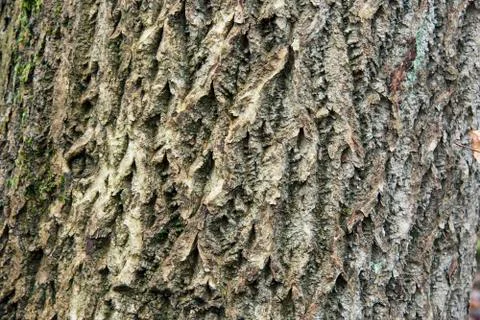 Tree bark texture 스톡 사진