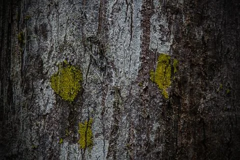 Tree bark texture Stock Photos