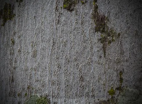 Tree bark texture Stock Photos