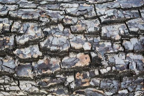 Tree bark texture Stock Photos
