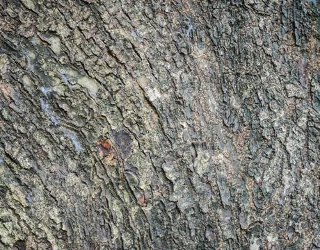 Tree bark texture Stock Photos