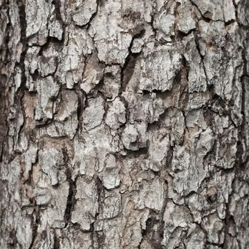 Tree bark texture Stock Photos