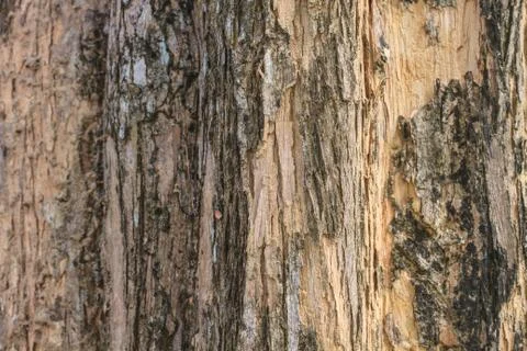 Tree bark texture Stock Photos