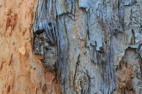 Tree bark texture Stock Photos