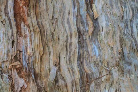 Tree bark texture Foto stock