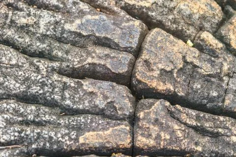 Tree bark texture Stock Photos