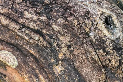 Tree bark texture Stock Photos