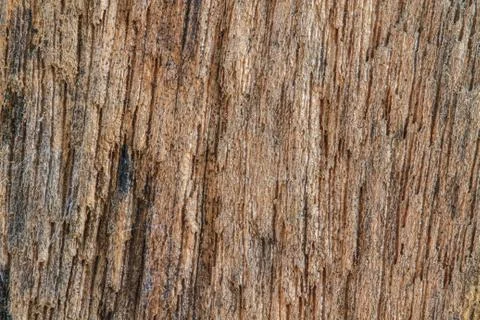 Tree bark texture 스톡 사진