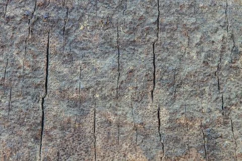 Tree bark texture Stock Photos