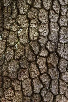 Tree bark texture Stock-Fotos