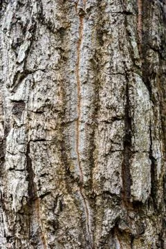 Tree bark texture Foto stock