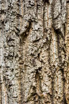 Tree bark texture Foto stock