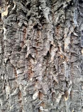Tree bark texture Stock Photos
