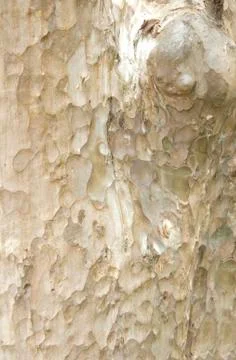 Tree bark texture Stock Photos