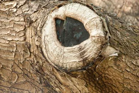 Tree bark texture Stock Photos