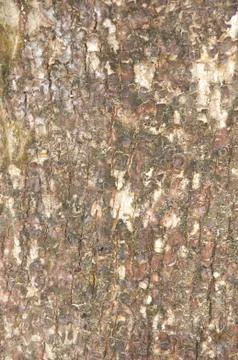Tree bark texture Stock Photos