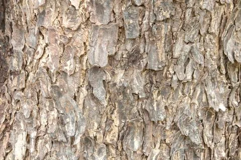 Tree bark texture Stock Photos