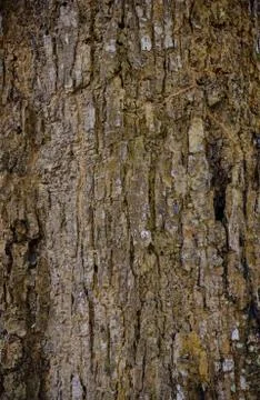 Tree bark texture Stock Photos