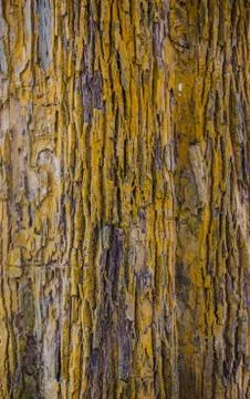 Tree bark texture Stock Photos