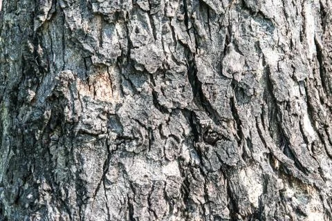 Tree bark texture 스톡 사진