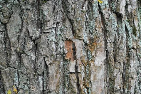 Tree bark texture Stock Photos