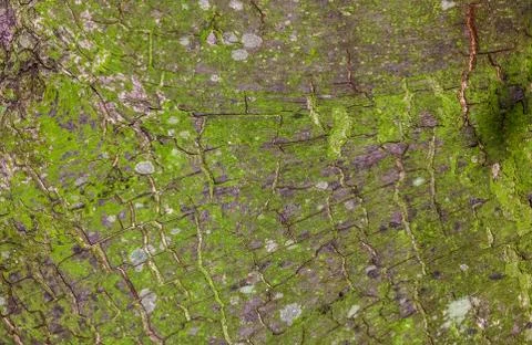 Tree bark texture Stock Photos