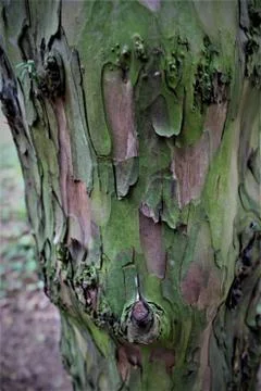 Tree Bark Texture Stock Photos