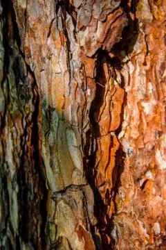 Tree bark texture Stock Photos