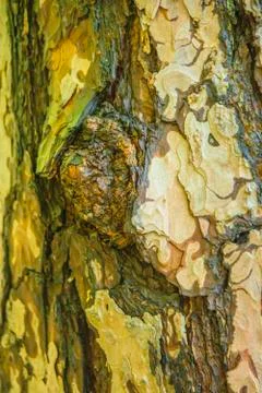 Tree bark texture Stock Photos