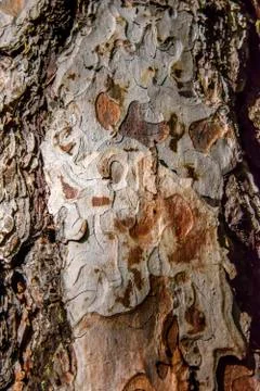 Tree bark texture Foto stock