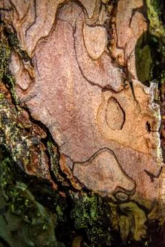 Tree bark texture Stock Photos