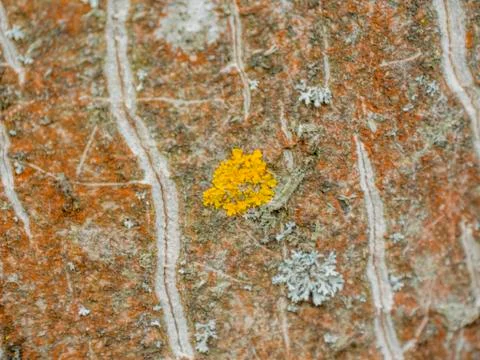 Tree bark texture Stock Photos