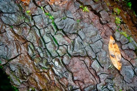 Tree bark texture Фото