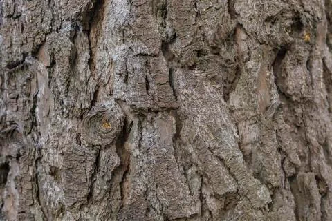 Tree bark texture Stock Photos