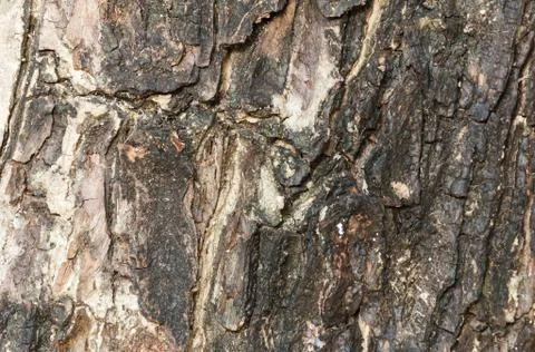 Tree bark texture. Foto stock
